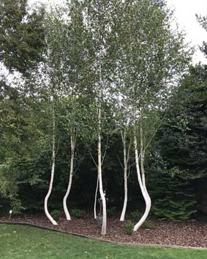 Birch circle