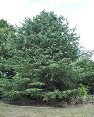 Atlas cedar