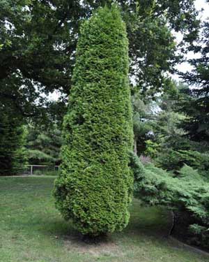 White cedar