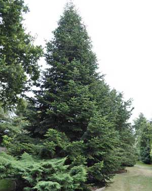 Caucasian fir