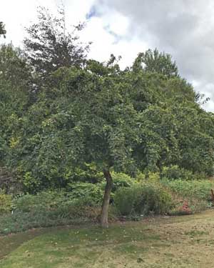 Medlar