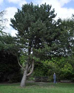 Austrian pine