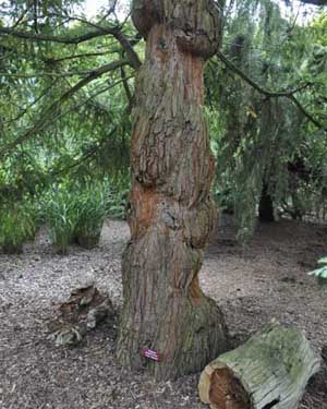 Coast redwood