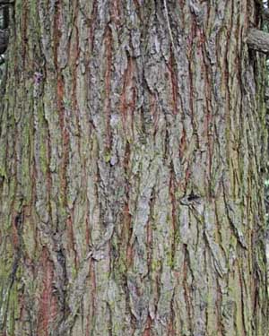 Sequoiadendrum giganteum
