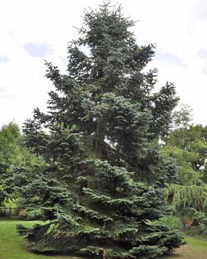 Giant redwood