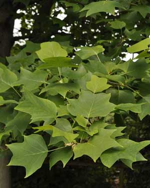 Tulip tree