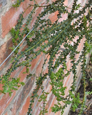 Acacia pravissima