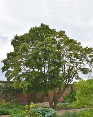 Acer palmatum