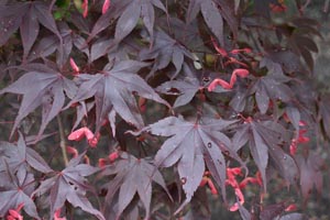 Acer palmatum