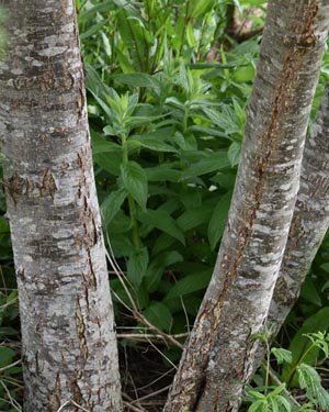 Alder