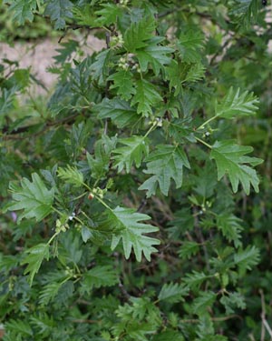 Alder