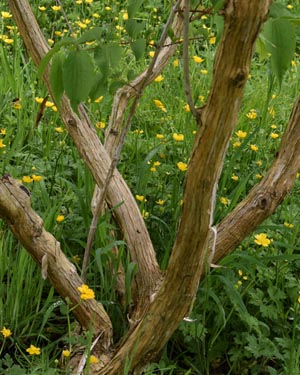 Birch circle