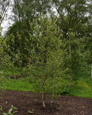 Betula albosinensis