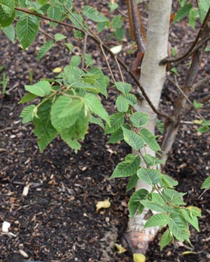 Betula K Ashburner