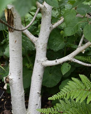 Himalayan birch