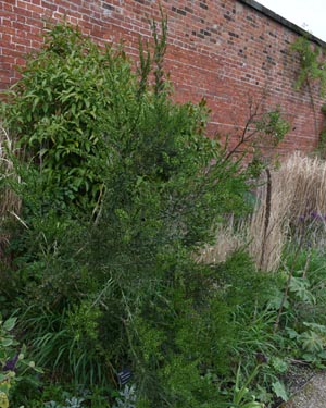 Colletia hystrix