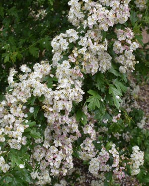 Hawthorn blossom