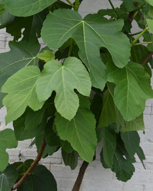 Fig tree