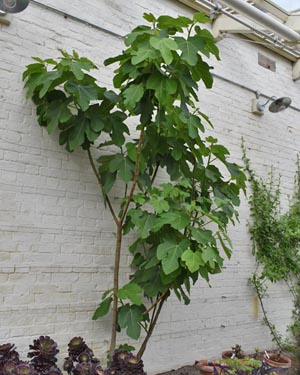 Ficus carica