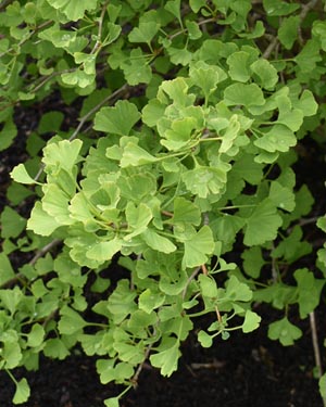 Ginkgo biloba
