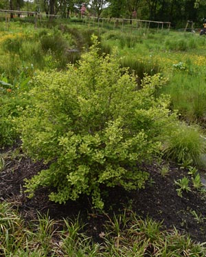 Ginkgo biloba