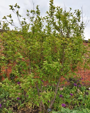 Halesia carolina