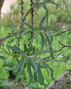 Sea buckthorn