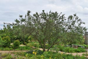 Sea buckthorn