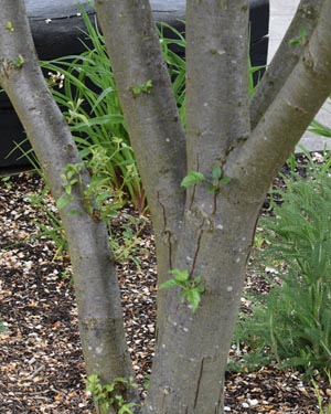 Common walnut