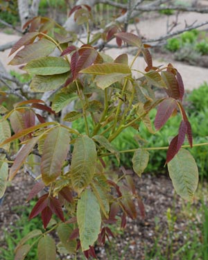 Juglans regia