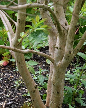 Lagerstroemia