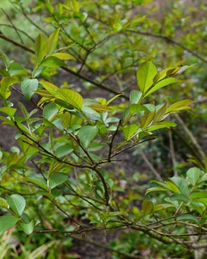 Crepe myrtle
