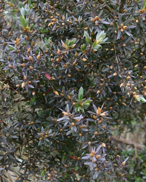 Leptospermum