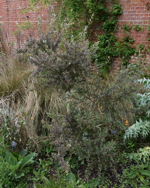 Tea tree