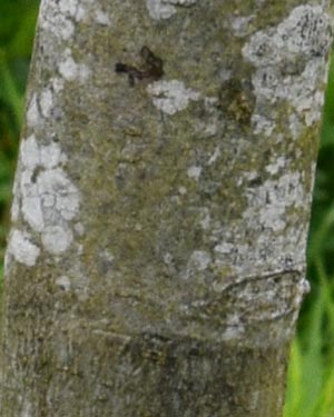 Manuka