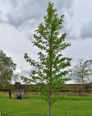 Tea tree