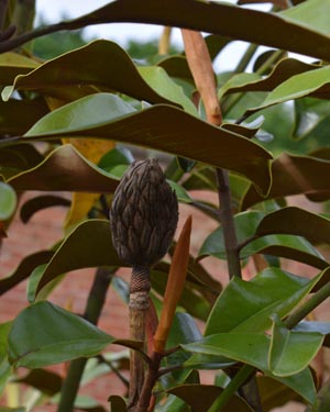 Magnolia