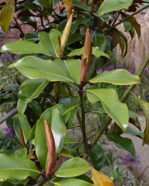 Magnolia