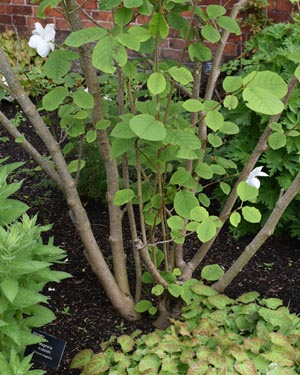 Magnolia seiboldii