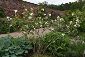 Magnolia wilsonii