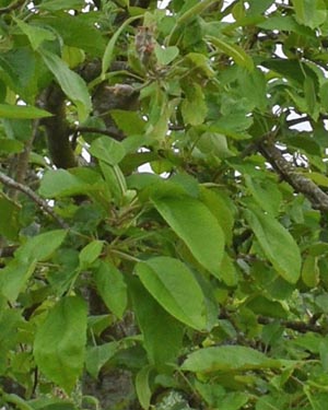 Wilson's magnolia