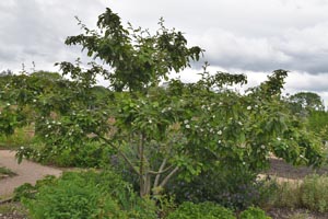 Mespilus germanica