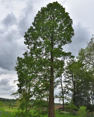 Metasequoia glyptostroboides