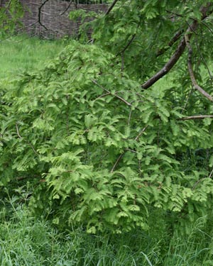 Dawn redwood
