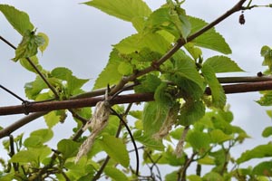 White mulberry