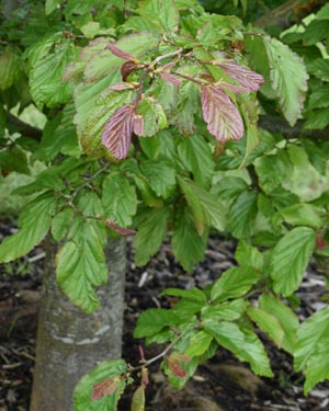 Persian ironwood