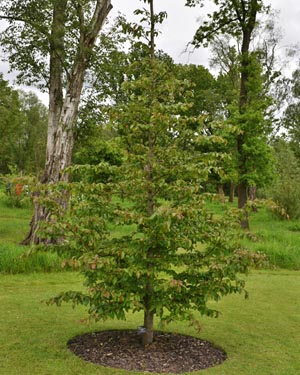 Parrotia persica Bella