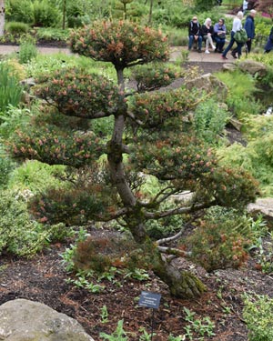 Pinus parviflora