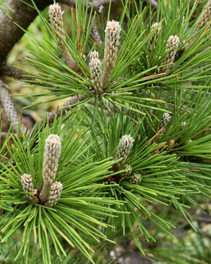 Pinus thunbergii sayonara