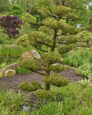 Podocarpus macrophyllus